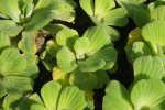 Watersla (of Mosselplant)